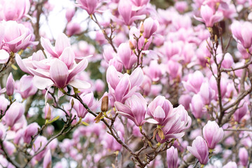 Magnolia tree blossom in spring, beautiful nature scene with blooming flowers