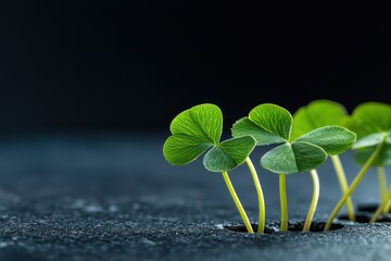 Naklejka premium Four-Leaf Clover Banner