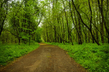 Fototapeta premium Dirt road in the park. Rows of trees on both sides. Spring, bright green foliage.