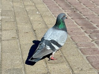 pigeon on the street