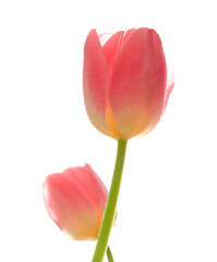 Fototapeta premium Gentle pink open tulip bouquet isolated on white background