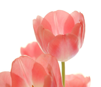 Gentle pink open tulip bouquet isolated on white background