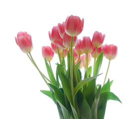 Fototapeta premium Gentle pink open tulip bouquet isolated on white background