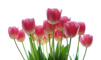 Gentle pink open tulip bouquet isolated on white background