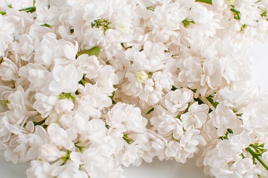 Delicate delicate white lilac, shunga vulgaris terry flowers close-up as background