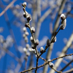 Fluffy grey catkins of a willow tree in early spring