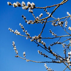 Fluffy grey catkins of a willow tree in early spring