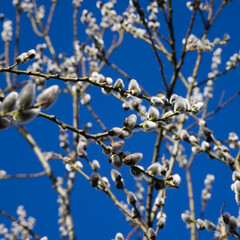 Fluffy grey catkins of a willow tree in early spring