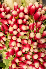 Fresh French Breakfast Radishes at a Farmers Market