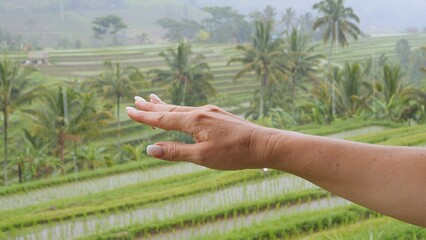 Raindrops fall softly on palm creating serene moment in tropical nature Warm rain falls on palm rising above lush rice fields bringing calm Palm catches soft water symbolizing peace and harmony