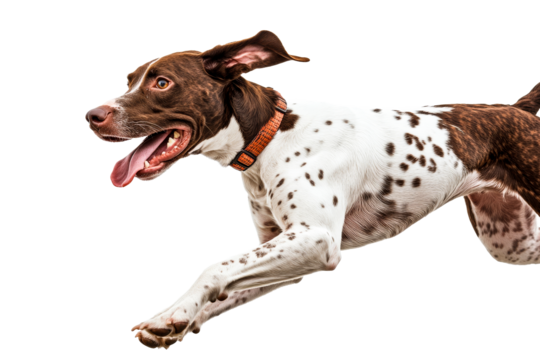 Dog running joyfully in mid air with a big smile