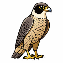 peregrine falcon isolated on white