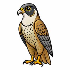 peregrine falcon isolated on white