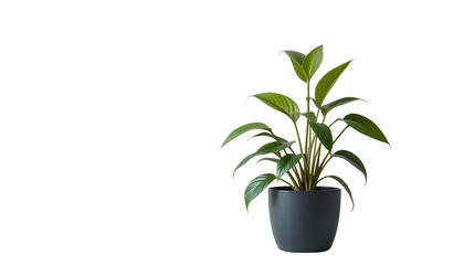 green pottet office plant 
