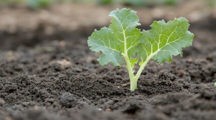 Young kale seedling with first true leaves in fertile, dark soil, a symbol of growth and spring.