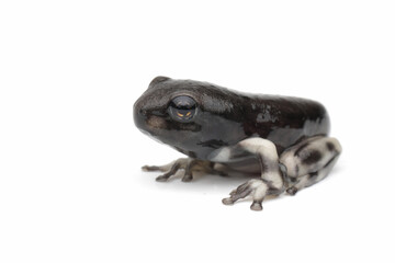 Amazon milk frog (Trachycephalus resinifictrix) tadpole on isolated background