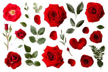 Fototapeta premium Red rose collection with green leaves on clear background