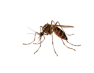 ant isolated on white background