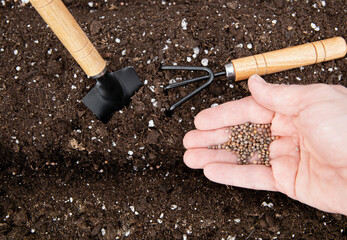 Person hand sowing radish Raphanus sativus seeds in a greenhouse in spring. 
