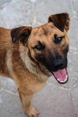 Closeup of street dog