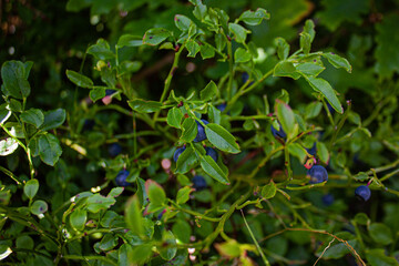 Wild blueberries