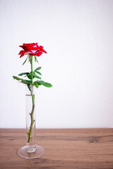 Red rose on white background