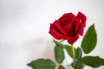 Fototapeta premium Red rose on white background