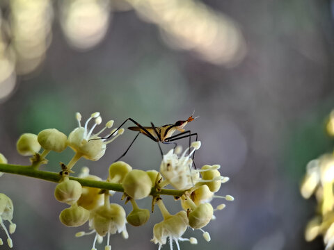 Banana stalk fly on a flower in macro shot | shallow depth of field | smartphone photography