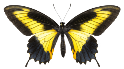 Stunning yellow butterfly with black wing markings, closeup view of nature's beauty