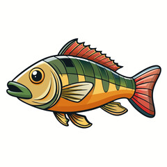 peacock bass isolated on white