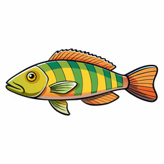 vector illustration of a wrasse fish
