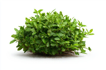 Obraz premium Isolated tree pruned neatly into compact boxwood hedge lush greenery outdoor garden scene bright natural light tranquil setting