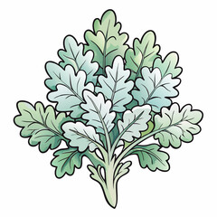 dusty miller flower on white