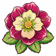vector illustration of hellebore flower