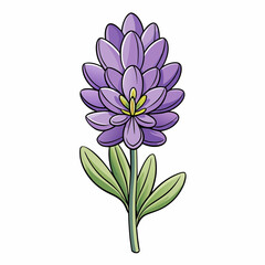 lavender flower isolated