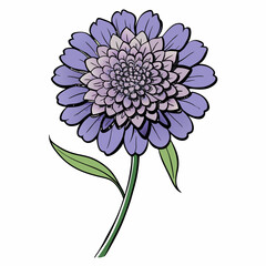 scabiosa flower isolated on white