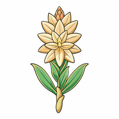 vector illustration of a tuberose flower