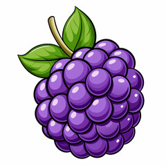vector illustration of blackberry