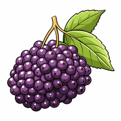 elderberry vector illustration