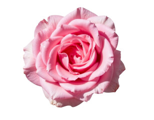 pink rose isolated on white