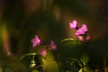 Obraz premium Wiosenne kwiaty żywiec gruczołowaty w lesie, wiosenne tło marzec 2025