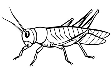 grasshopper line art silhouette vector illustration