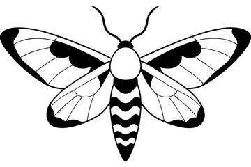 hawk moth line art silhouette vector illustration