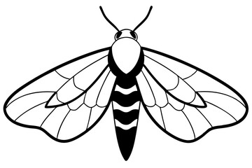 hawk moth line art silhouette vector illustration