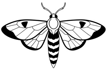 hawk moth line art silhouette vector illustration
