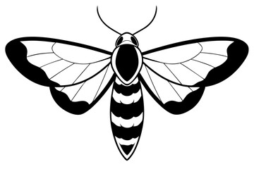 hawk moth line art silhouette vector illustration