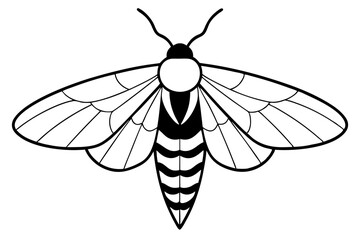 hawk moth line art silhouette vector illustration