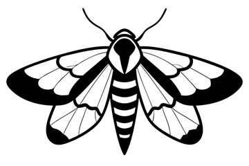 hawk moth line art silhouette vector illustration