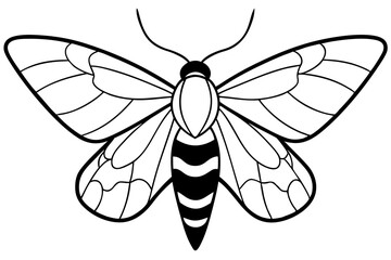 hawk moth line art silhouette vector illustration