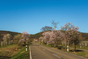 Fototapeta premium Almond blossoms on the German Wine Route, Neustadt an der Weinstrasse, Rhineland-Palatinate, Germany